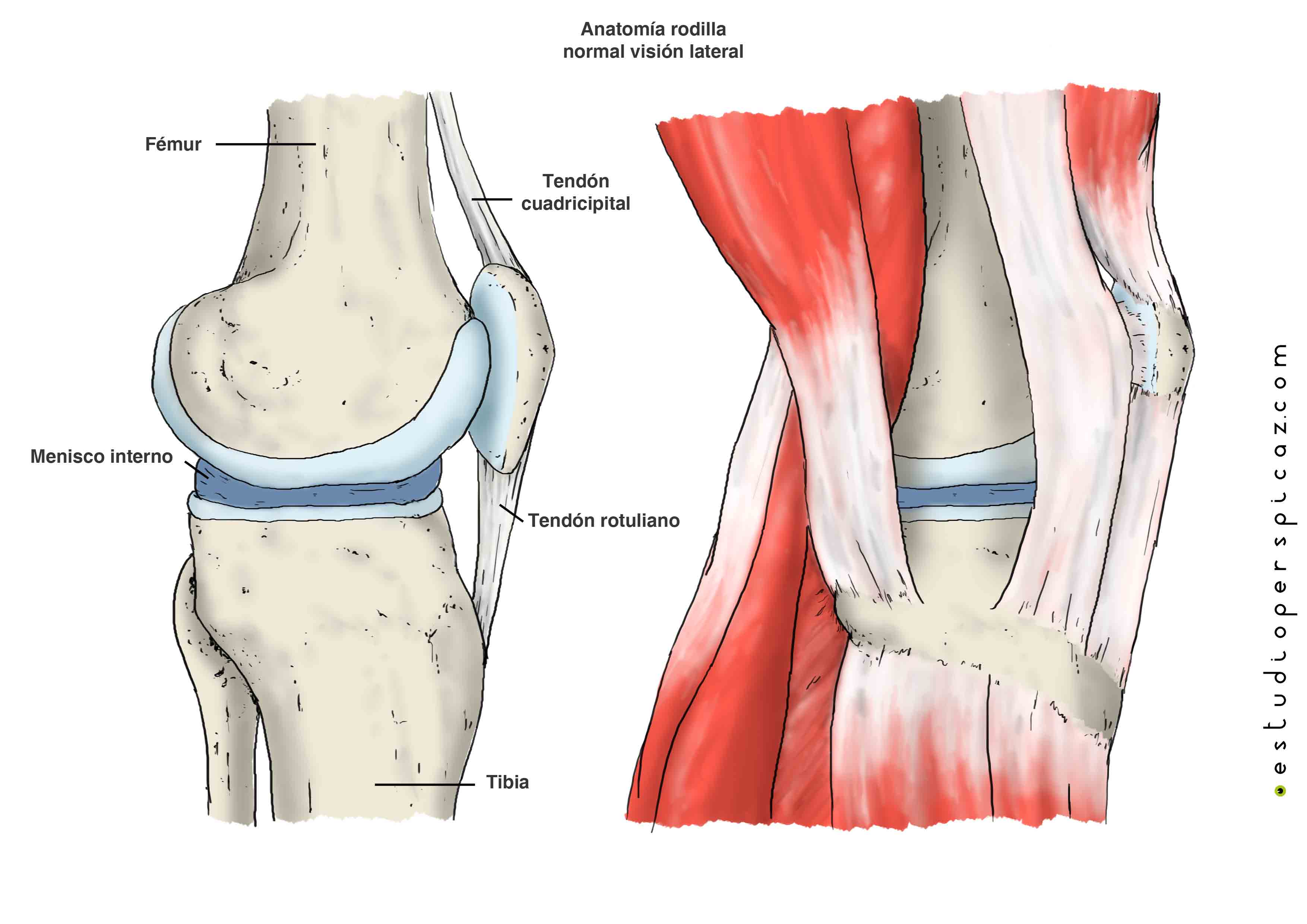 Evaluación de la rodilla - Trastornos de los tejidos